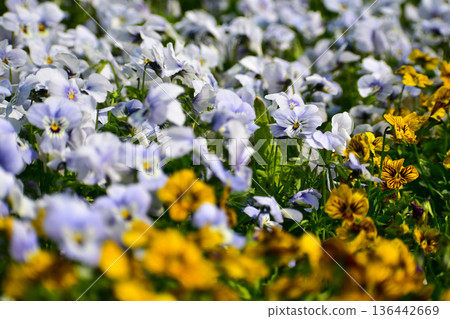 Close-up of the Viola, blue pansy flowers in the garden. Blue pansy flowers blooming background. Nature and flower background. Flower and plant. Close-up of the Viola, blue pansy flowers in the garden. Blue pansy flowers blooming background. Nature and flower background. Flower and plant. 136442669