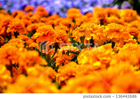 Close-up of orange Tagetes or Marigold Flowers in the garden. Orange tagetes or marigold flowers in bloom. Flower and plant. For background, nature and flower background. Close-up of orange Tagetes or Marigold Flowers in the garden. Orange tagetes or marigold flowers in bloom. Flower and plant. For background, nature and flower background. 136442686