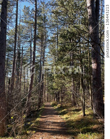 A narrow hiking trail runs through a pine forest on Trebevic Mountain near Sarajevo. The image represents outdoor recreation, eco tourism, health, and connection with nature A narrow hiking trail runs through a pine forest on Trebevic Mountain near Sarajevo. The image represents outdoor recreation, eco tourism, health, and connection with nature 136443213