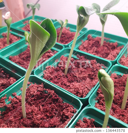 Close up photo of cucumber seedling emerging from soil in plastic tray cell. Young sprout with seed coat still attached in early germination stage, home gardening and vegetable cultivation concept. Close up photo of cucumber seedling emerging from soil in plastic tray cell. Young sprout with seed coat still attached in early germination stage, home gardening and vegetable cultivation concept. 136443578
