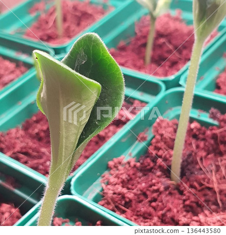 Group of cucumber seedlings growing in tray cells with moist substrate. Young vegetable plants stretching toward light in early development stage, indoor seed starting and organic gardening concept Group of cucumber seedlings growing in tray cells with moist substrate. Young vegetable plants stretching toward light in early development stage, indoor seed starting and organic gardening concept 136443580