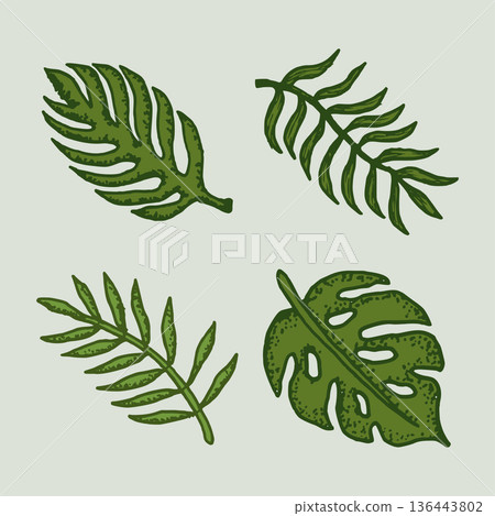 set natural tropical leaves vector logo template illustration EPS 10 136443802
