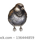 Little Gray Bird. Charming gray sparrow, hand-painted in a detailed watercolor technique. Illustration is perfect for landscapes, woodland, traditional, garden themes, and spring, Easter compositions. 136444859