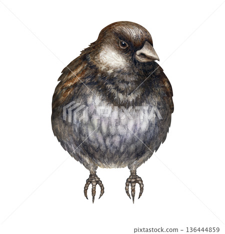 Little Gray Bird. Charming gray sparrow, hand-painted in a detailed watercolor technique. Illustration is perfect for landscapes, woodland, traditional, garden themes, and spring, Easter compositions. 136444859