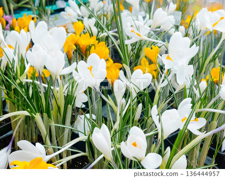 White And Yellow Crocus Field In Bloom White And Yellow Crocus Field In Bloom 136444957