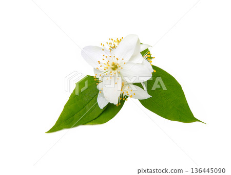 Jasmine flower with leaves isolated Jasmine flower with leaves isolated 136445090