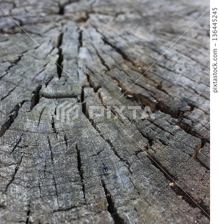 Annual rings and cracks on the end face of the old wooden log macro shot photo 136445245