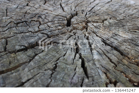 Pattern of cracks on the cut surface of a wood log closeup angle view Pattern of cracks on the cut surface of a wood log closeup angle view 136445247