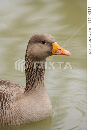 Greylag goose swimming in the lake, December 2025, United Kingdom 136445384