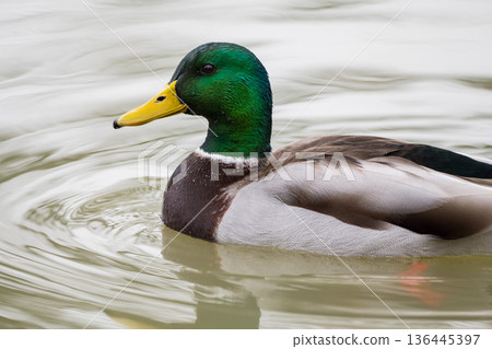 Mallard duck swimming in the pond, December 2025, UK. 136445397