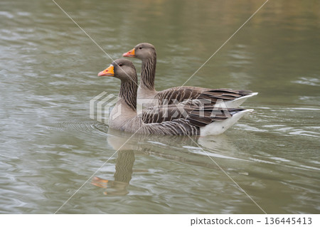 Greylag gooses swimming in the lake, December 2025, United Kingdom Greylag gooses swimming in the lake, December 2025, United Kingdom 136445413