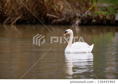 Mute common swan swimming in the lake, December 2025 U.K. Mute common swan swimming in the lake, December 2025 U.K. 136445464
