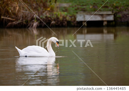 Mute common swan swimming in the lake, December 2025 U.K. Mute common swan swimming in the lake, December 2025 U.K. 136445485
