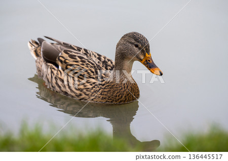 Mallard duck female, a widespread dabbling duck swimming in the lake, December 2025, U.K. Mallard duck female, a widespread dabbling duck swimming in the lake, December 2025, U.K. 136445517