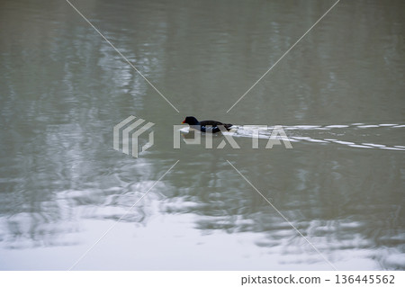 Eurasian Coot bird black duck swimming in a lake, December 2025, U.K. Eurasian Coot bird black duck swimming in a lake, December 2025, U.K. 136445562