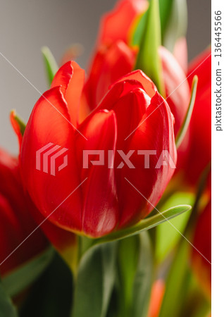 Red tulips macro photo. Easter spring or birthday greeting card Red tulips macro photo. Easter spring or birthday greeting card 136445566
