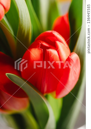 Red tulips macro photo. Easter spring or birthday greeting card Red tulips macro photo. Easter spring or birthday greeting card 136445585