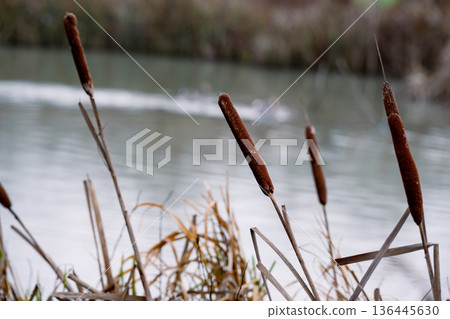 Bulrushes (Scirpoides holoschoenus) growing by the lake side Bulrushes (Scirpoides holoschoenus) growing by the lake side 136445630