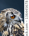 Vivid orange eye of the African Spotted Eagle Owl 136445678