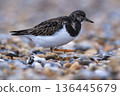 Turnstone from low angle on stony beach 136445679