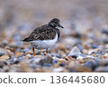Turnstone foraging among stones on pebble beach 136445680