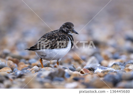 Turnstone foraging among stones on pebble beach Turnstone foraging among stones on pebble beach 136445680