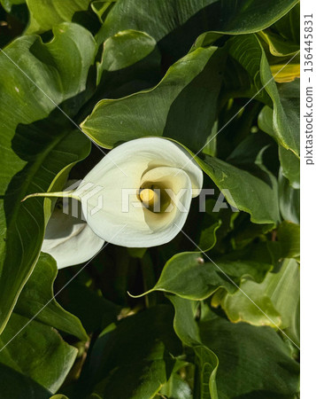 White calla lily flower surrounded by lush green leaves, natural floral detail with fresh spring atmosphere. Botanical design, wellness, nature branding, eco lifestyle and decorative background usage 136445831