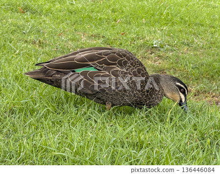 Photograph of a Pacific Black Duck in a grassy field Photograph of a Pacific Black Duck in a grassy field 136446084