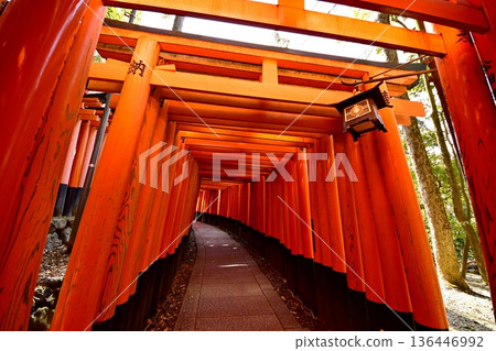 京都府、伏見稻荷大社、千本鳥居（入口附近）、京都會伏見區深草藪之內町 136446992