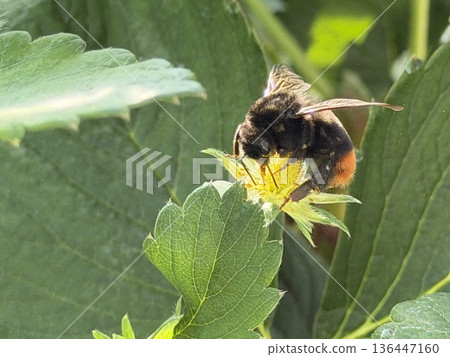 A bee sucking nectar from a flower A bee sucking nectar from a flower 136447160