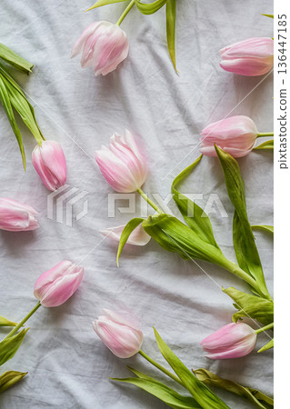 Scattered Pink Tulips on White Background Scattered Pink Tulips on White Background 136447185