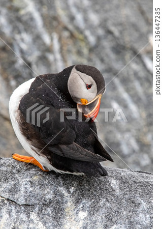 Atlantic puffin, common puffin Atlantic puffin, common puffin 136447285
