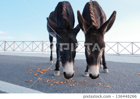 Two wild cypriot donkeys eating scattered carrot treats on a paved road near the sea, with a wooden fence and clear blue sky in the background on the Karpas Peninsula in Cyprus.  136448266