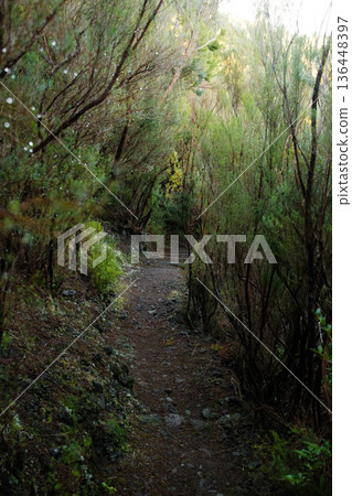 Peaceful Hiking Trail Through Sunlit Shrubs, Quiet Natural Footpath Weaving Beneath High Tree Cover 136448397
