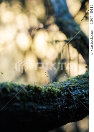 Quiet Scene Featuring Sunlit Mosscovered Wood, Calm Natural Moment With Warm Sunlight And Textured 136448412