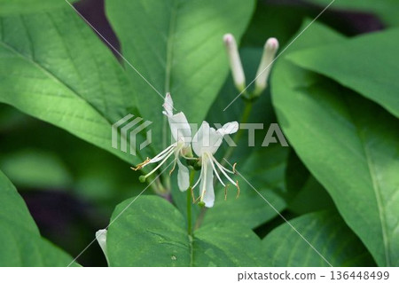 Two beautiful white flowers and buds of the giant lily of the valley seen at Shinshu Tsugaike Nature Park Two beautiful white flowers and buds of the giant lily of the valley seen at Shinshu Tsugaike Nature Park 136448499
