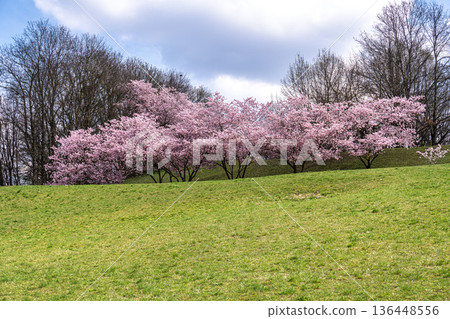 Cherry blossoms in Munich, Germany. Pink cherry blossoms with a blue and cloudy sky background. Spring in Germany. Cherry blossoms in Munich, Germany. Pink cherry blossoms with a blue and cloudy sky background. Spring in Germany. 136448556