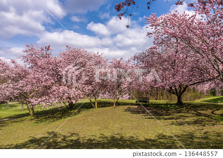 Cherry blossoms in Munich, Germany. Pink cherry blossoms with a blue and cloudy sky background. Spring in Germany. 136448557
