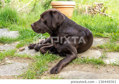 Chocolate Labrador retriever lying on grass and looking away at outdoor dog agility area. Resting after fetch and training. Chocolate Labrador retriever lying on grass and looking away at outdoor dog agility area. Resting after fetch and training. 136448561