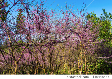Eastern Redbud Tree or Cercis canadensis blossoming in the World Forest, Weltwald in Freising near Munich, Germany. 136448563