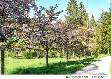 Japanese cherry, Prunus serrulata blossoming in the World Forest, Weltwald in Freising near Munich, Germany. 136448565