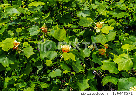 The Botanical Garden of Munich in Germany with garden pathes and topiary boxwood bushes on green meadows The Botanical Garden of Munich in Germany with garden pathes and topiary boxwood bushes on green meadows 136448571