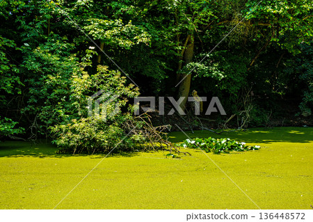 Hiking along the banks of the Bavarian River Wuerm with detailed views of green nature. Hiking along the banks of the Bavarian River Wuerm with detailed views of green nature. 136448572