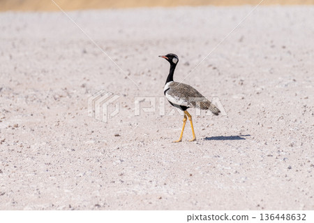 White-quilled Bustard in Etosha National Park 136448632