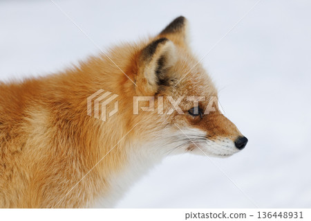 北狐狸 北狐狸 136448931