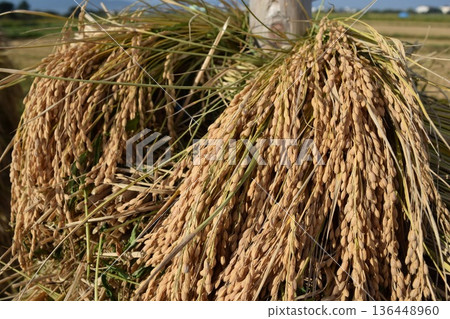 Naturally dried rice ears Sun-dried Naturally dried rice ears Sun-dried 136448960