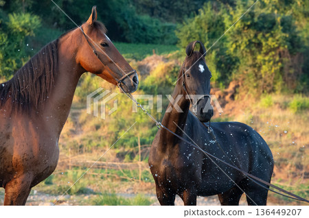 black and bay mares of indian breed Marwari posing in river at sunny evening. Gujarat, India black and bay mares of indian breed Marwari posing in river at sunny evening. Gujarat, India 136449207