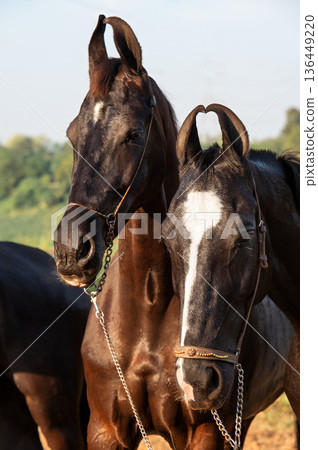 portrait of two Marwari mares posing together at sunny day. India, Gujarat portrait of two Marwari mares posing together at sunny day. India, Gujarat 136449220