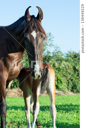 portrait of Marwari dam with her foal posing at pasture at sunny morning. India, Gujarat portrait of Marwari dam with her foal posing at pasture at sunny morning. India, Gujarat 136449229