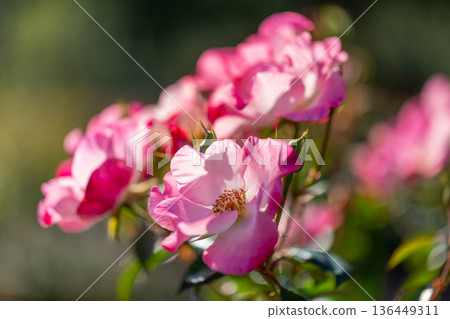 Beautiful Rose Beautiful Rose 136449311